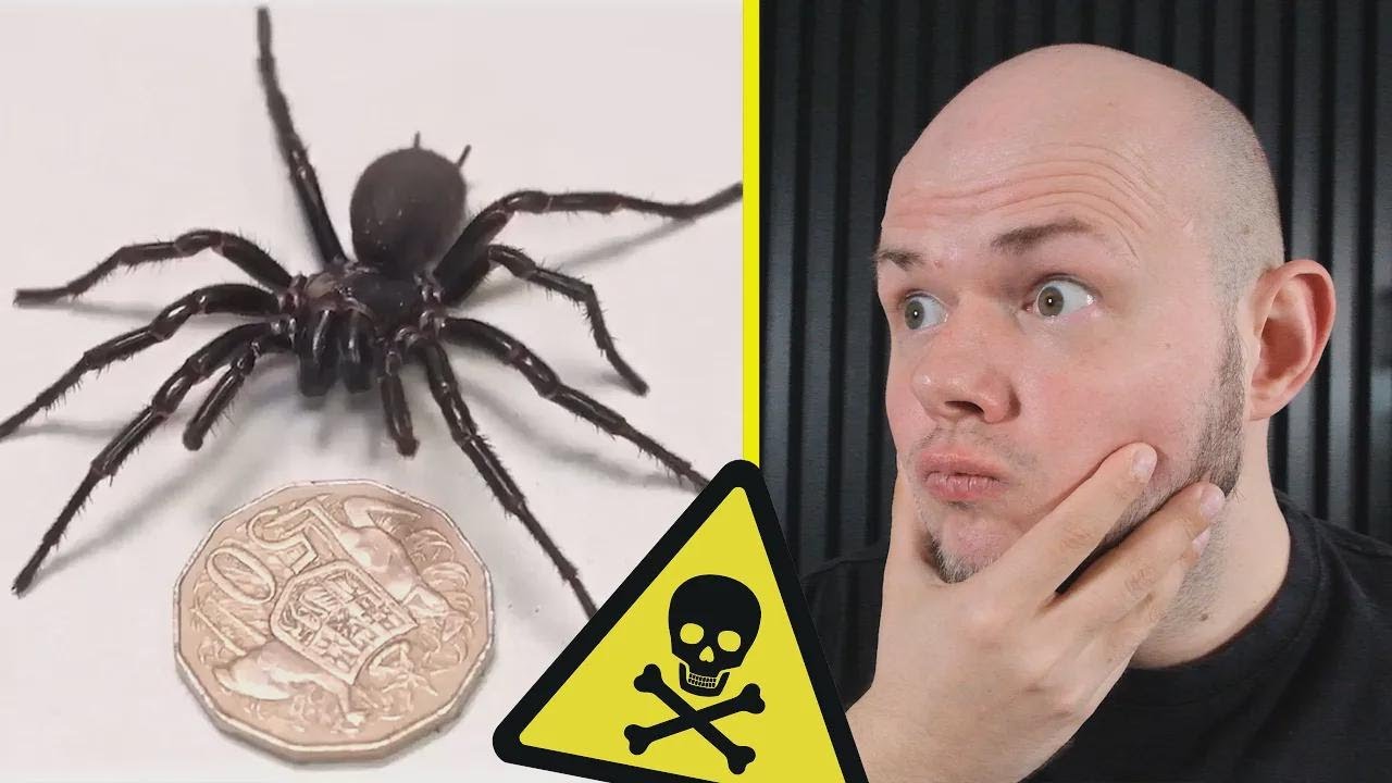 This Spider Bite Can Kill in 15 Minutes! Shocking Discovery in Australia!