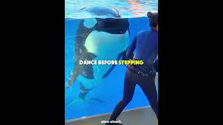 Orca Want A Baby Orca