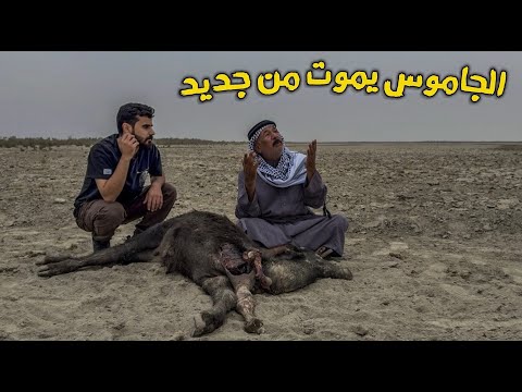 الجفاف المرعب الحيوانات بدأت بالموت