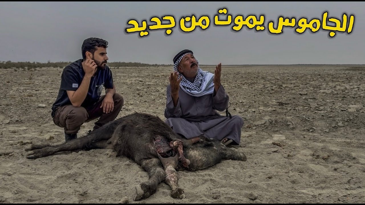 الجفاف المرعب الحيوانات بدأت بالموت 🤯