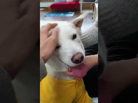 korean dog names male Sunny