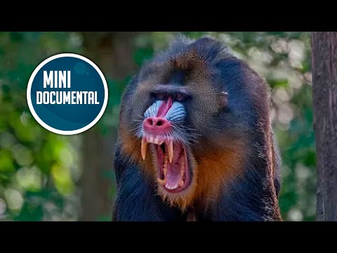 Video: ¿Qué animal se llama mandril?