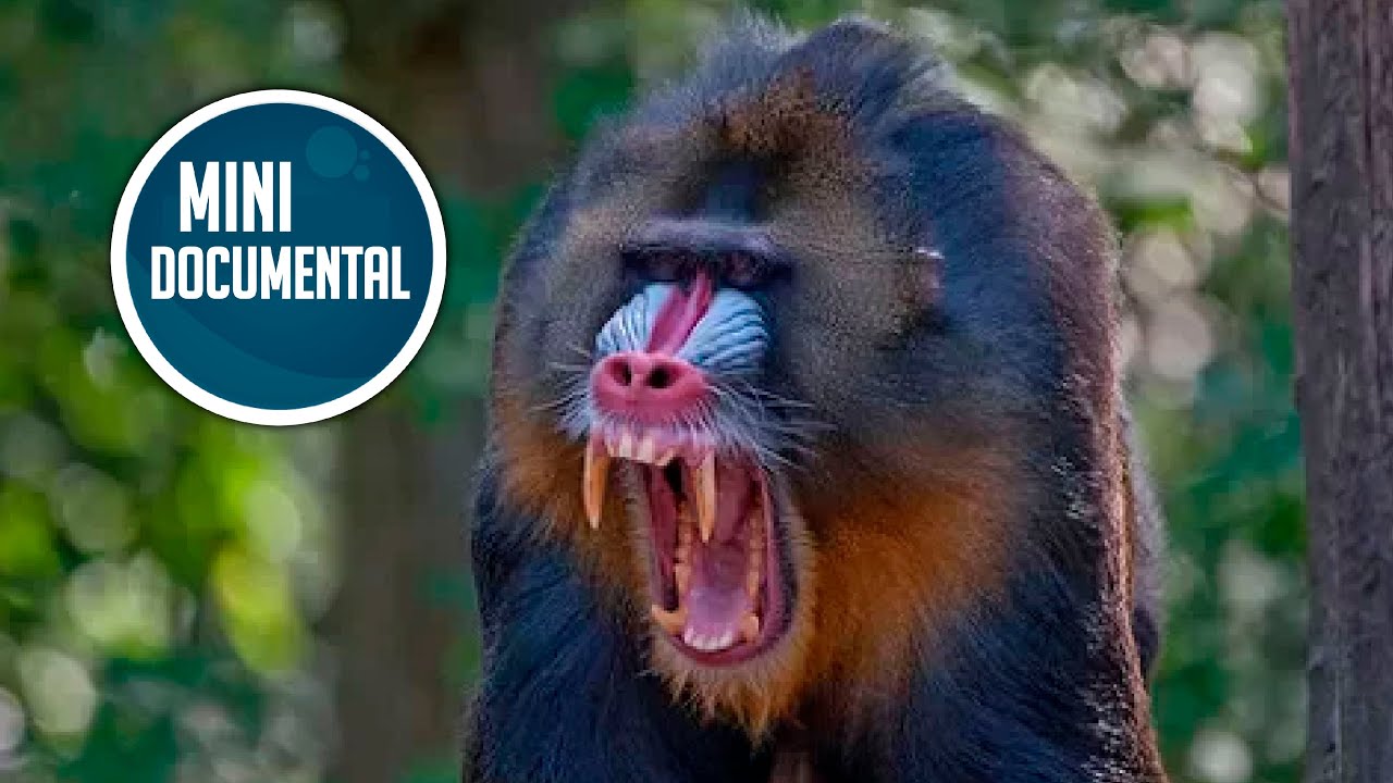 Mandril (mini documental)