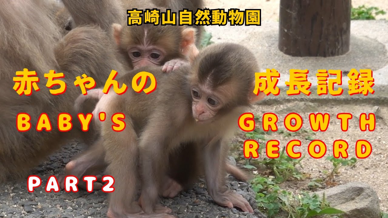 おサルの赤ちゃん達の成長記録 part2　友達も沢山出来たよ 【モンキーパーク 高崎山自然動物園】