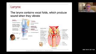 Respiratory- external nose anatomy and larynx