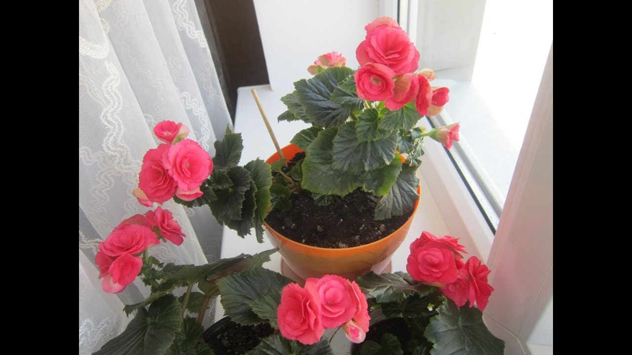 РЕЗУЛЬТАТ черенкования в перлите и в воде и пересадка БЕГОНИИ ЭЛАТИОР. BEGONIA ELATIOR