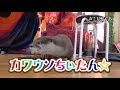 CHI-TAN☆ the otter goes! Discover real Japan〜カワウソちぃたん☆が行くホントの日本 第13回〜