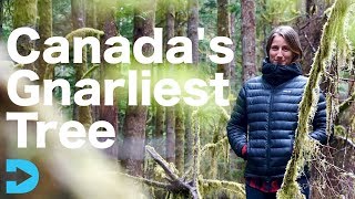 Canada's gnarliest tree is situated in port renfrew, bc. just a short
drive from victoria bc, and up the coast of vancouver island small
town ...