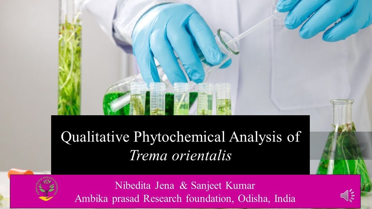 Trema orientalis, a common medicinal plant of Odisha; 