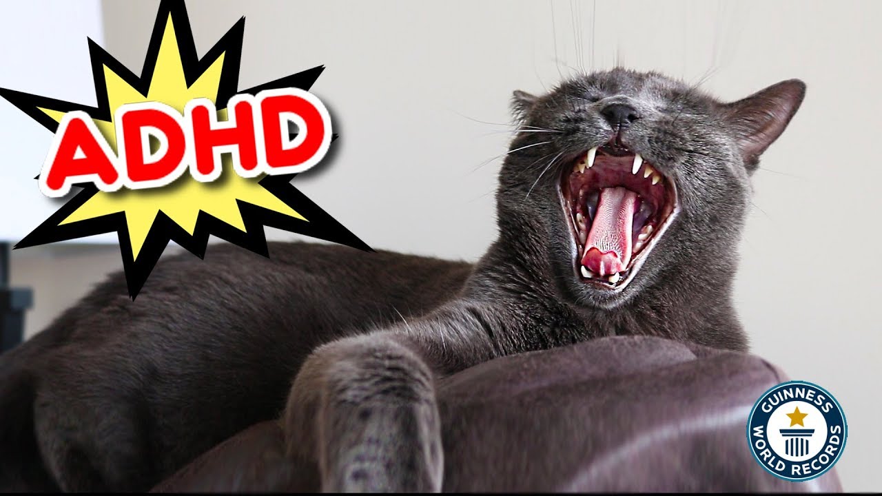 How To Tell If Your Cat Has Adhd? Update