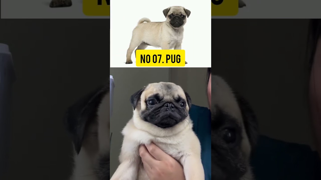 Cutest Dogs 😍🐶 ,