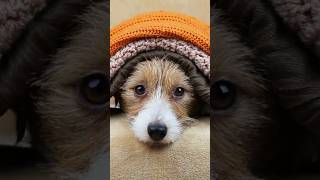No Money Veterinarians will not help you!  #euthanasia #viralvideo #youtube #tiktok