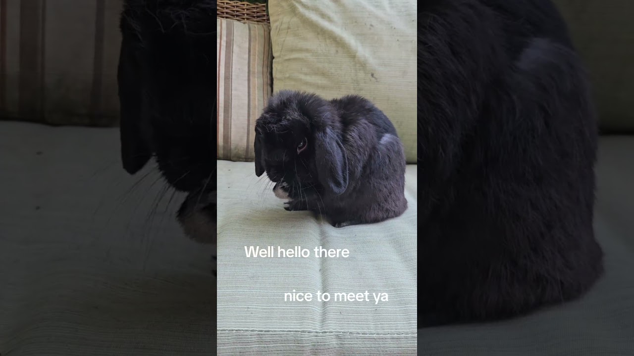 Bunny spa routine. Watch this fluffy holland lop bunny clean his  face 