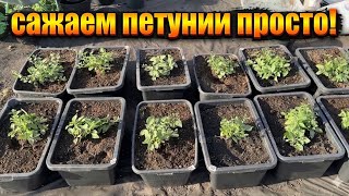 Сажаем ПЕТУНИИ ПРОСТО на пышный цветущий куст! Сажайте так!