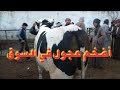 دبابات سوق الاحد بدمنهور ( سعر عجل جاموس ٧٥٠اليوم في سوق المواشى بدمنهور 1/ 3/ 2020