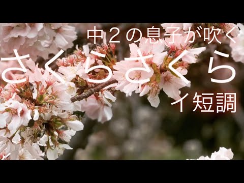 中2の息子が吹く【さくらさくら（イ短調）】Sakura Sakura（ A minor）that my 13-year-old son blows