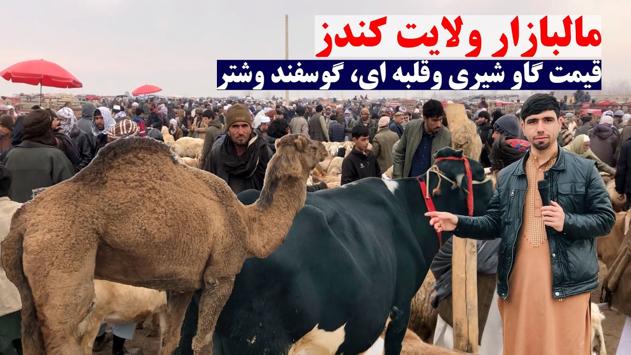 مالبازار ولایت کندز | قیمت گاوهای شیری وگوشتی وقلبه ای | شتر وگوسفند | نقاش کندز | کندز مایک