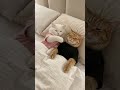 POV: Your Cat Caught You Eating Without Sharing 🐱😤 #shorts #cats
