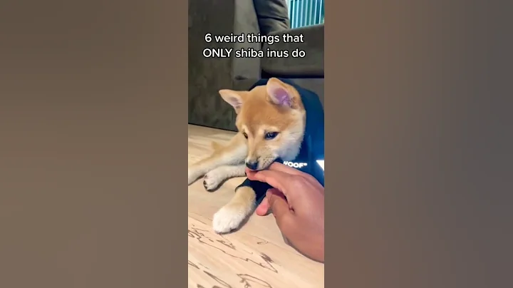 6 Weird Things that ONLY Shiba Inus do 🐶 || Wait for No. 6 😆👌🏻