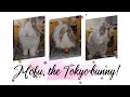 Bunny Mofu Is Live 16 Jan 2026 Livestream Bunny Rabbit Cute Mofu うさぎ Relaxing 動物 Viralvideo