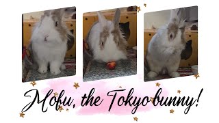 Download Lagu Bunny mofu is live!16 Jan 2026 #livestream #bunny #rabbit #cute #mofu #うさぎ #relaxing #動物 #viralvideo MP3