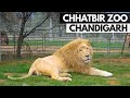Chhatbir Zoo Chandigarh | Famous Place in Chandigarh (छतबीर चिड़ियाघर)