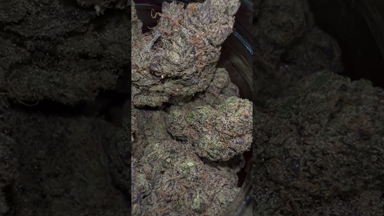 Cinnamon Milk by PowerzzzUp held by PlugsBestStrains