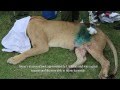 SKYVETS SAVES LIONESS 4TH APRIL 2014 Sheldrick Trust 