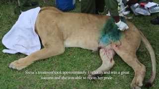 SKYVETS SAVES LIONESS - 4TH APRIL 2014 | Sheldrick Trust