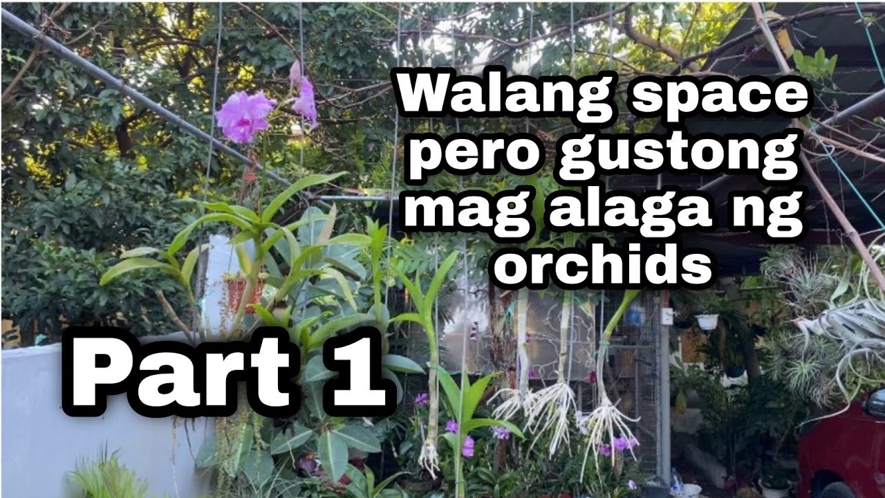 Walang space pero gustong mag alaga ng orchids, ito po ang pwede nyong gawin