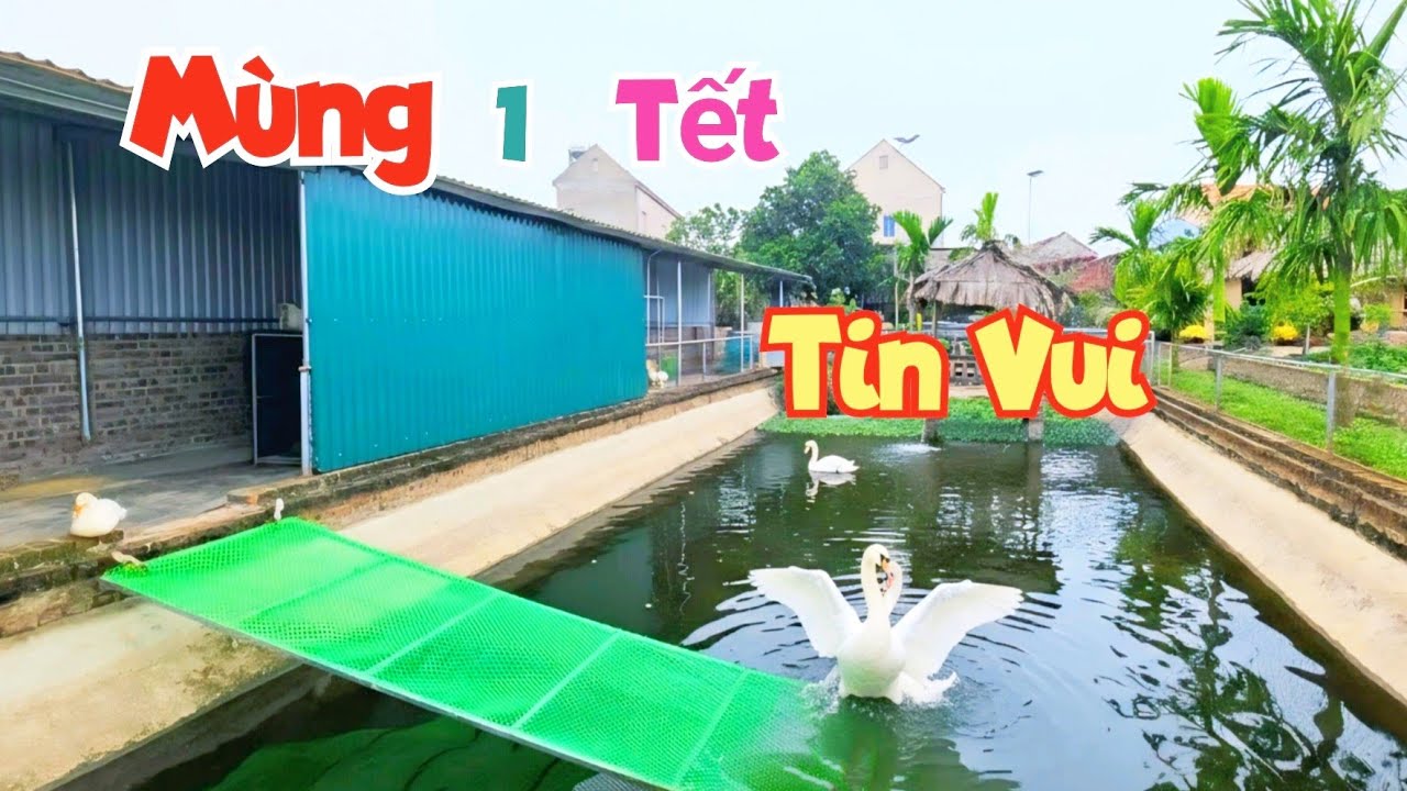 Cả Nhà Đi Chúc Tết Thì Bất Ngờ Nghe Tin - Thiên Nga Chuẩn Bị Đẻ Rồi / Quế Nghịch