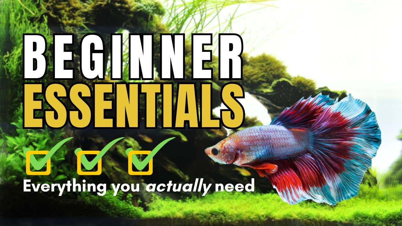 How to Select Healthy Betta Fish: Expert Tips for Vibrant Pets