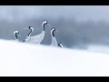 Common cranes in Lake Hornborga