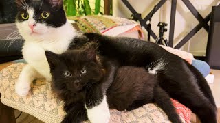 Our kitten finds a loving brother ❤️ by Kristofur 1,203 views 8 months ago 3 minutes, 55 seconds