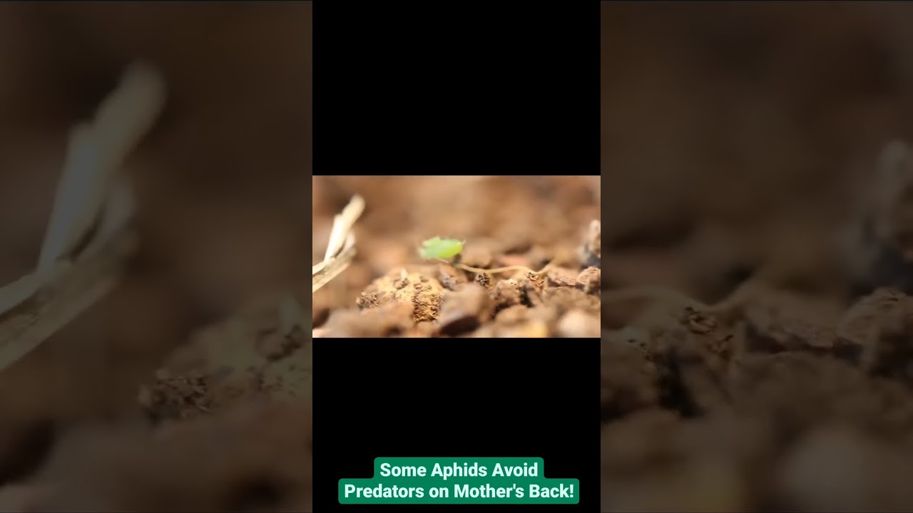 Aphids Travel on Mothers For Protection!