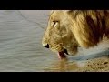 Lions and Their Riverbank Challenges