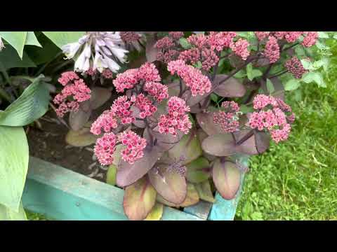 Видео: Sedum Spectible 