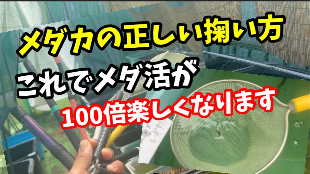 メダカを掬うコツを伝授します！お勧めの網紹介