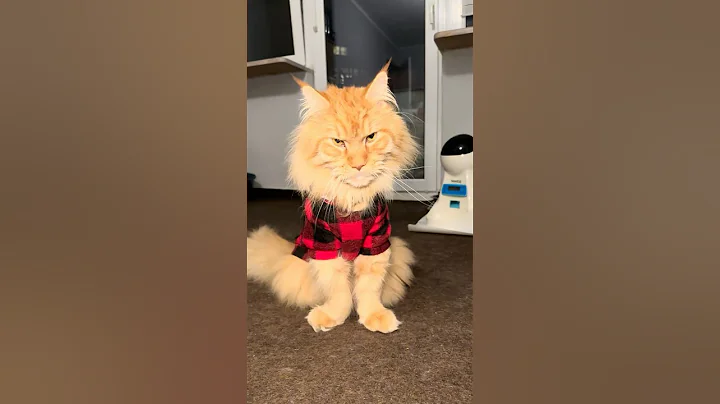 Watch the video about Marcin and his new outfit 🐈😻 #cat #shortvideo #mainecoon #cute #animals #pets #style #funny #love