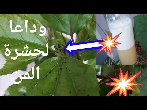 فيديو: كيفية التعامل مع حشرات المن على الخيار في الهواء الطلق