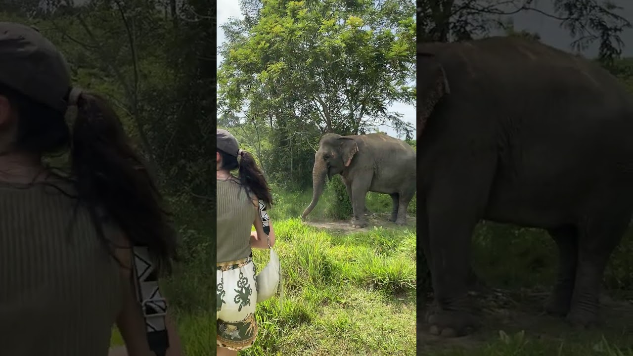 Rescued Elephants: Stories of Hope and Resilience - Rescued Elephant&rsquo;s First Step in Freedom