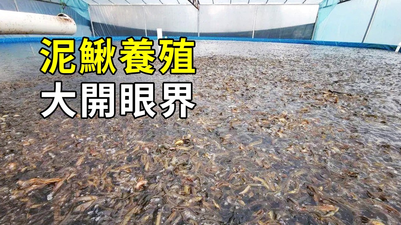 台灣泥鰍的秘密，養殖過程大開眼界