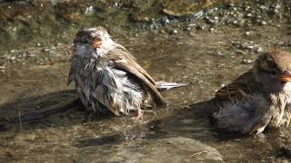 Txolarreak, hormatxoriak, artatxoriak, etxe-txoriak, kurloiak, murruxoriak (Passer domesticus)