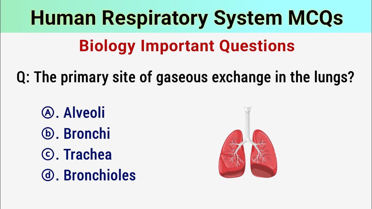 Human Respiratory System Mcq | respiratory system mcqs with answers | respiratory system mcq