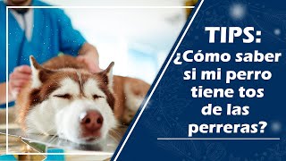 ¿Qué es y cómo se transmite la tos de las perreras?