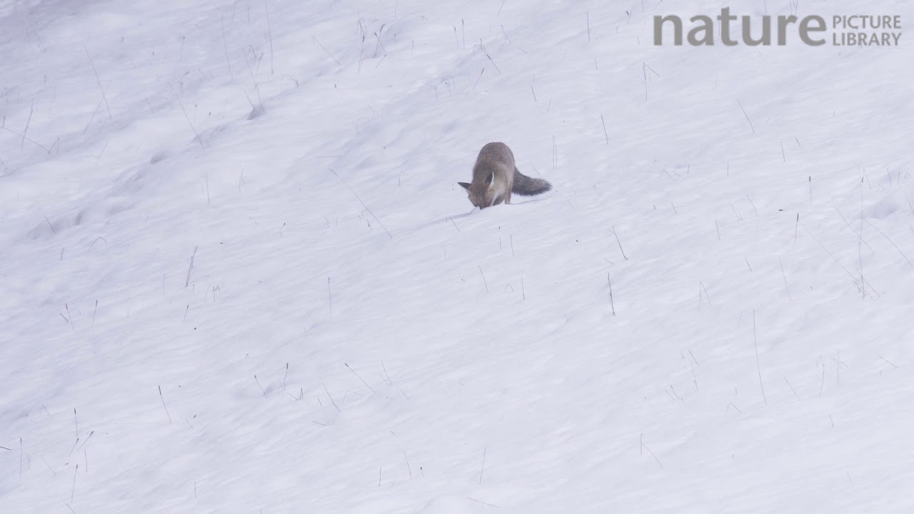Red fox hunting in the snow, Switzerland, February.
