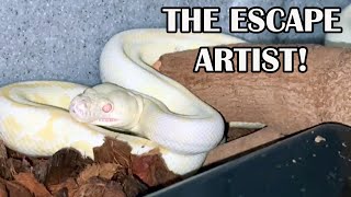 HOUDINI THE CARPET PYTHON: ESCAPE ARTIST EXTRAORDINAIRE!