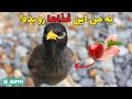غذای مرغ مینا چیه نکات مهم در مورد تغذیه مرغ مینا غذای مرغ مینا چیه نکات مهم در مورد تغذیه مرغ مینا