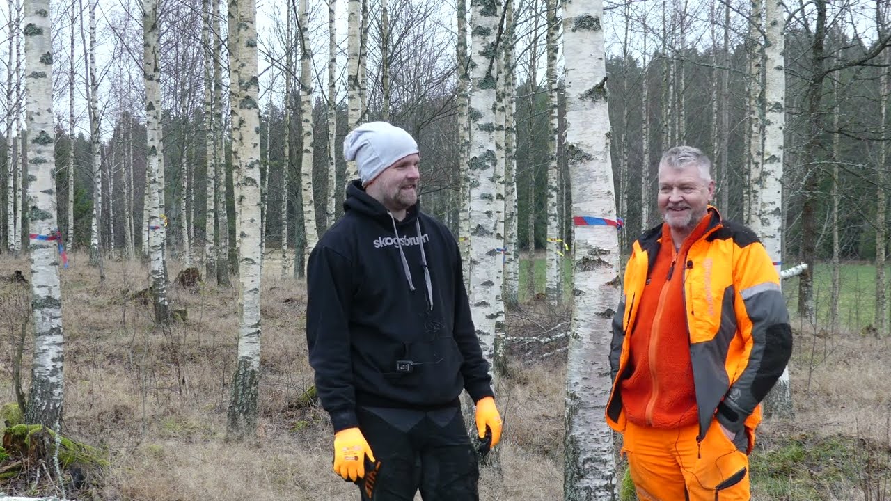 Björkgallring i planterad vårtbjörk