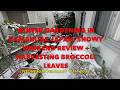 Winter Gardening in Kamakura Japan: Snowy Weekend Review + Harvesting Broccoli Leaves